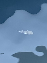 Takifugu alboplumbeus