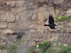 Corvus monedula spermologus
