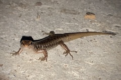 Concinnia sokosoma