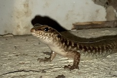 Concinnia sokosoma