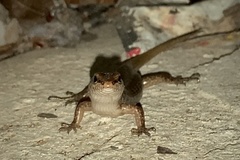 Concinnia sokosoma