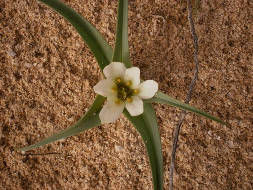 Colchicum psammophilum image