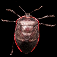 Rhyssocephala rufolimbata