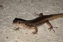 Concinnia sokosoma