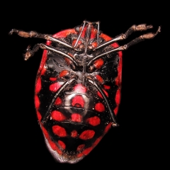 Rhyssocephala rufolimbata