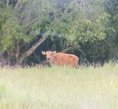 Bos javanicus