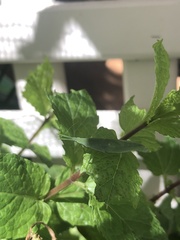 Atractomorpha australis