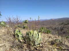 Agave cupreata