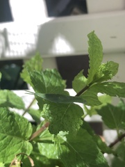 Atractomorpha australis