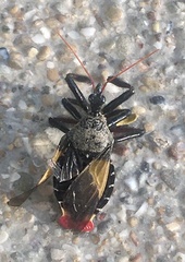 Apiomerus vexillarius