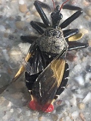 Apiomerus vexillarius