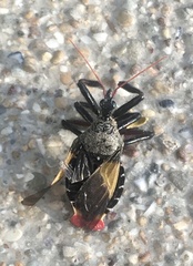 Apiomerus vexillarius