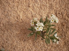 Heliotropium ramosissimum image