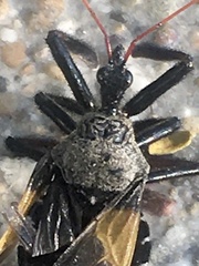 Apiomerus vexillarius