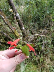 Salvia fulgens