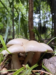 Macrocybe crassa