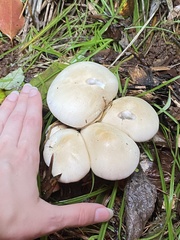 Macrocybe crassa