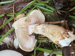 Macrocybe crassa