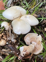 Macrocybe crassa