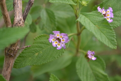 Lantana fucata
