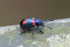 Platycorynus undatus