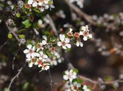 Leptospermum grandifolium