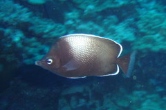 Easter Island Butterflyfish photo 1