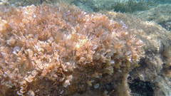 Padina pavonica