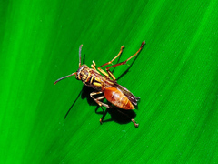 Mischocyttarus angulatus
