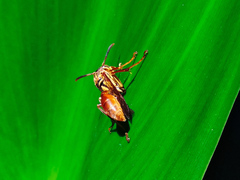 Mischocyttarus angulatus