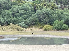 Strepera versicolor melanoptera
