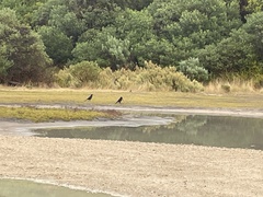 Strepera versicolor melanoptera