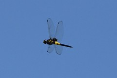 Pseudothemis zonata