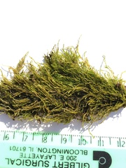 Amblystegium