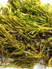 Amblystegium
