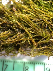 Amblystegium