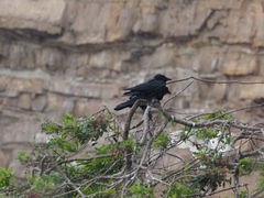 Corvus monedula spermologus