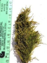 Amblystegium