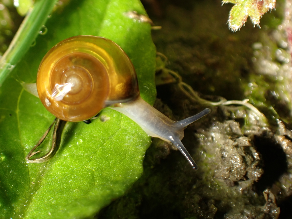 Swiss Glass Snail