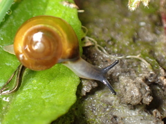 Oxychilus navarricus