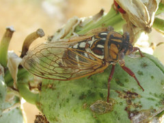 Megatibicen tremulus
