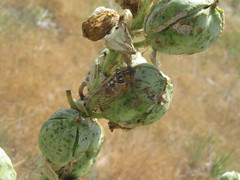 Megatibicen tremulus