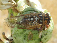 Megatibicen tremulus