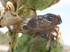 Megatibicen tremulus