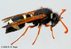 Hypodynerus labiatus