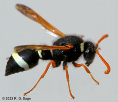 Hypodynerus labiatus