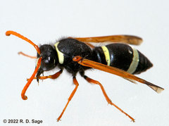 Hypodynerus labiatus