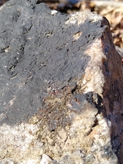 Lichenothelia