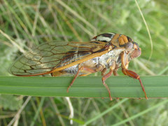 Megatibicen tremulus