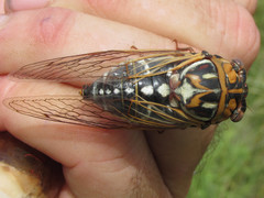 Megatibicen tremulus